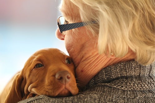 Retrouver-animal-perdu-13