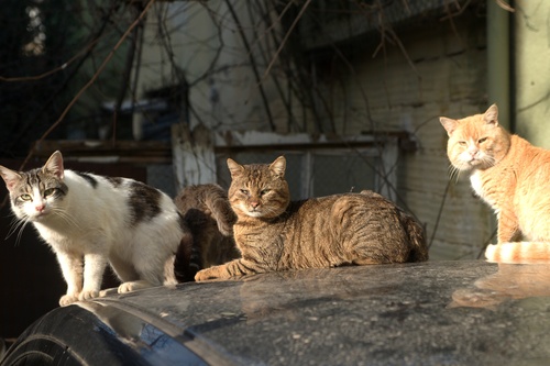 Retrouver-animal-perdu-14