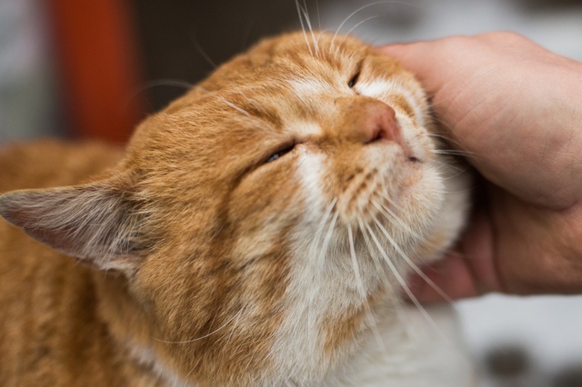 Retrouver-animal-perdu-15