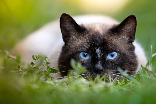 Retrouver-animal-perdu-15