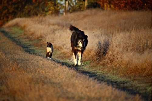 Retrouver-animal-perdu-16