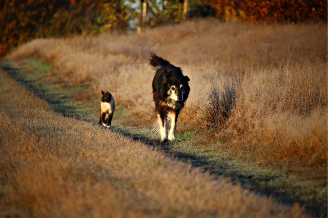 Retrouver-animal-perdu-16