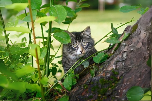 Retrouver-animal-perdu-1