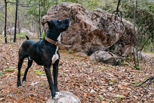 Retrouver-animal-perdu-2-bis