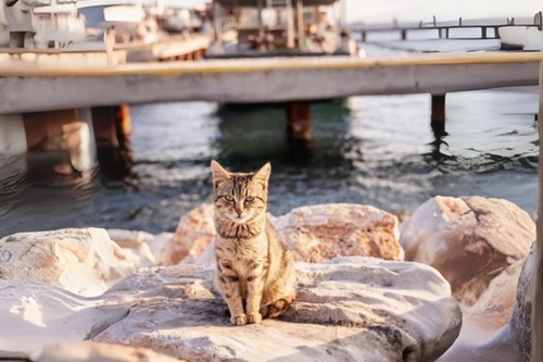 Retrouver-animal-perdu-2-bis