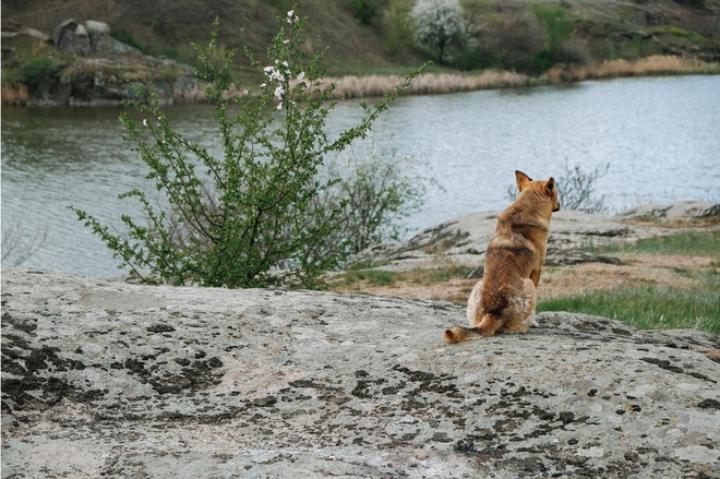 Retrouver-animal-perdu-2 (1)