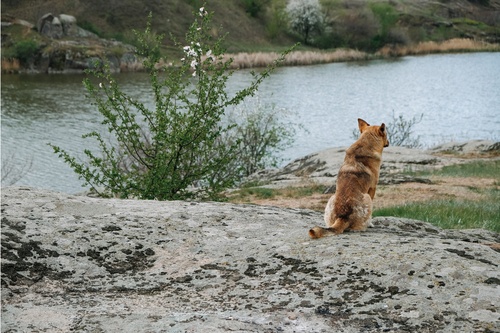 Retrouver-animal-perdu-2