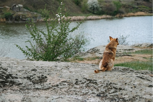 Retrouver-animal-perdu-2