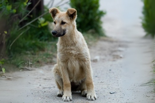 Retrouver-animal-perdu-3 (1)