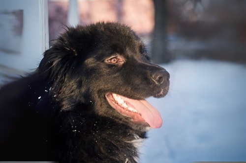 Retrouver-animal-perdu-4