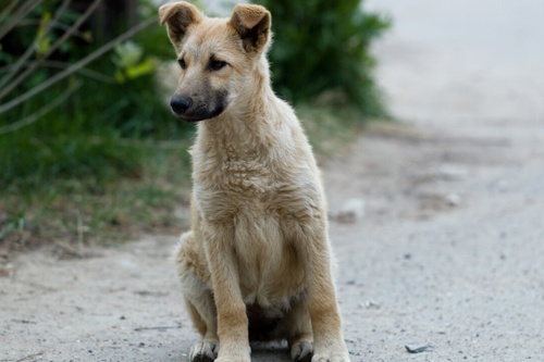 Retrouver-animal-perdu-4