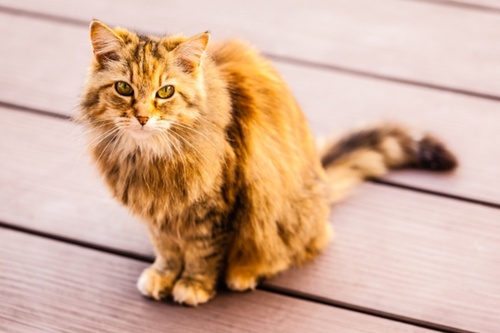 Retrouver-animal-perdu-5