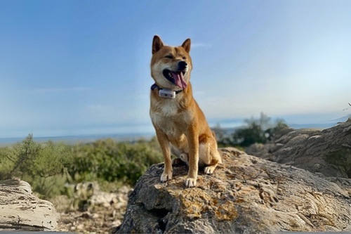 Retrouver-animal-perdu-6