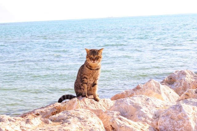Retrouver-animal-perdu-8