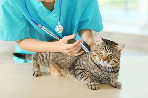 Retrouver-animal-perdu-8 (1)