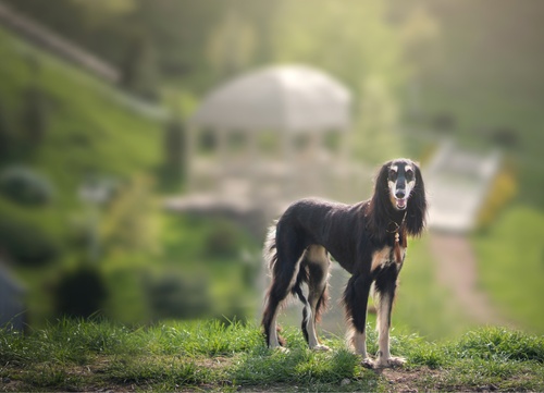 a Saluki on grass