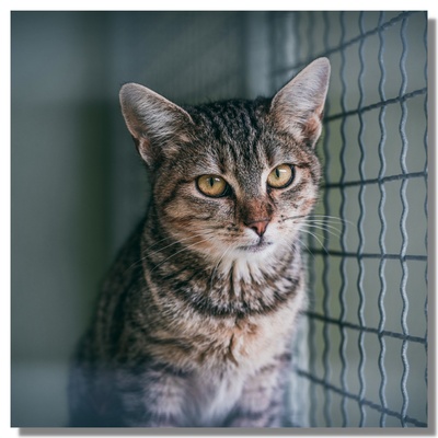 chat dans une cage fourriere