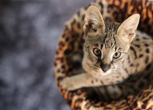 A savannah cat in a basket
