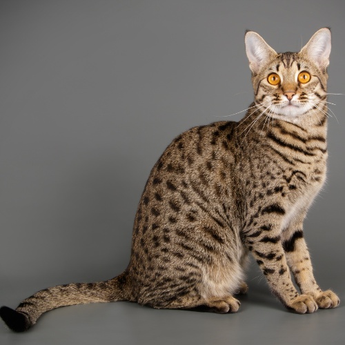 A Savannnah standing in profile