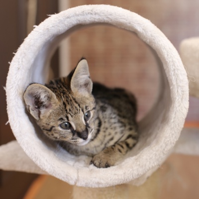 Eine Savannah, die sich in einem Katzenspiel hinlegt