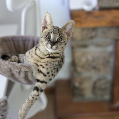 Eine Savannah liegt in ihrem Katzenkorb