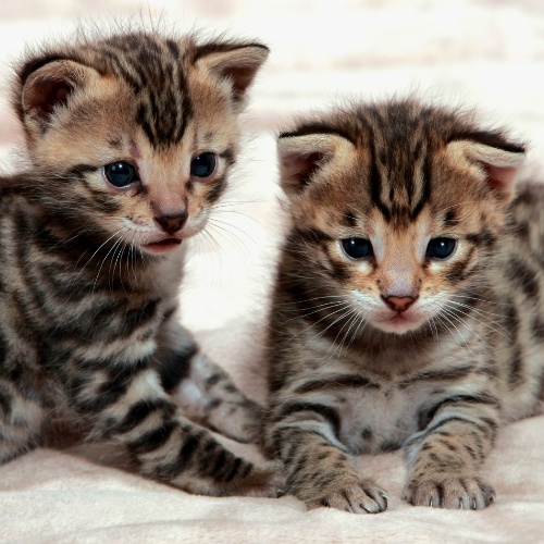 Two Savannah kittens