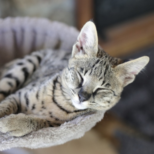 A Savannah lying in a cat tree