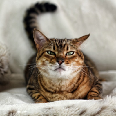 Eine Savannah sitzt auf einer weißen Couch