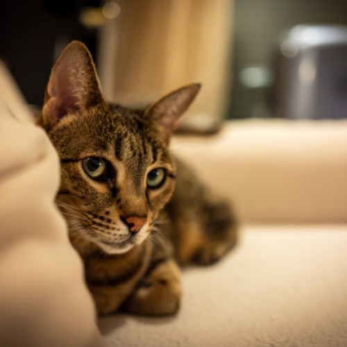 A Savannah lying on a sofa