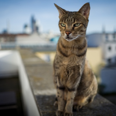 Eine Savannah sitzt auf einer Mauer