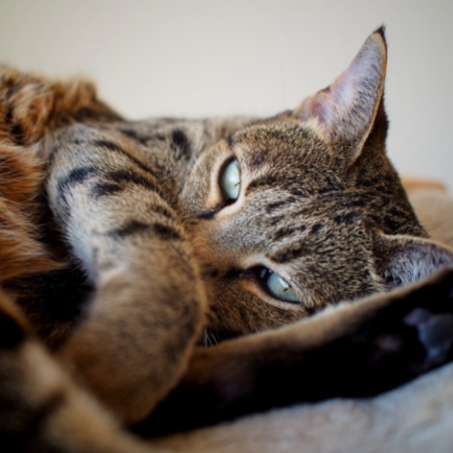 A Savannah with the paw in front of the face