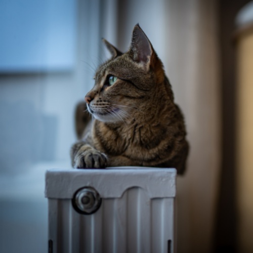 A Savannah lying on a radiator