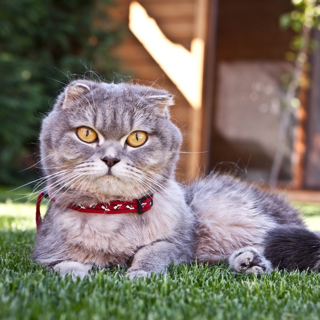 A Scottish Fold with a red collar lying in the grass