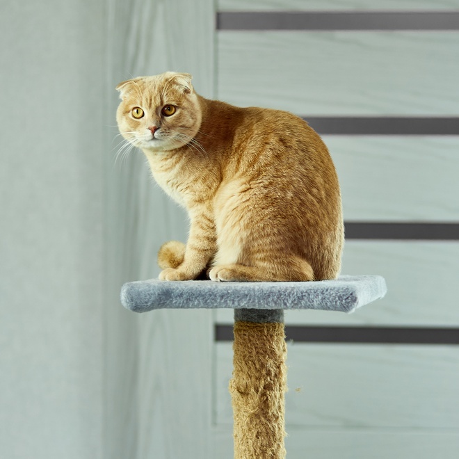 A Scottish Fold sitting on a cat tree