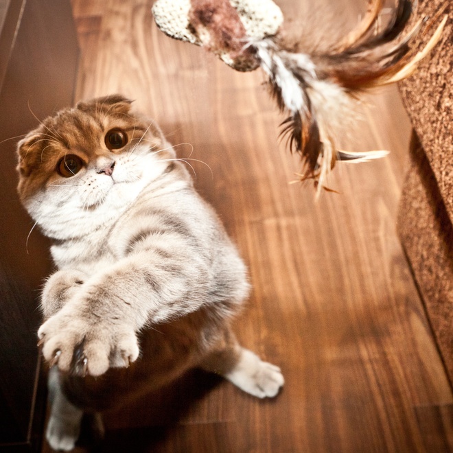 A standing Scottish Fold playing with feathers