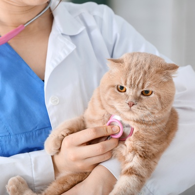 A Scottish Fold in the arms of a vet
