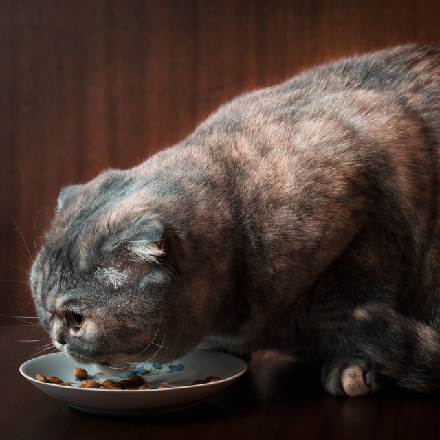 A Scottish Fold eating out of its own bowl