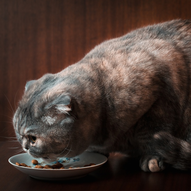A Scottish Fold eating out of its own bowl