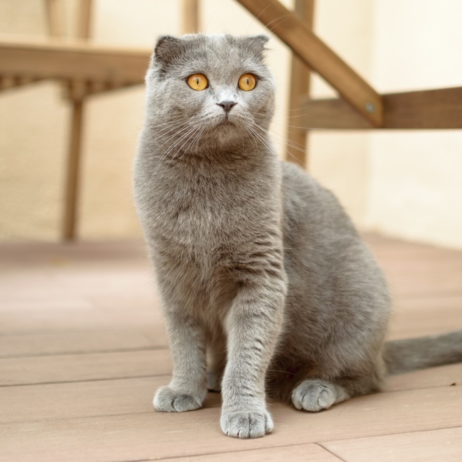 A grey Scottish Fold sitting on a parquet floor