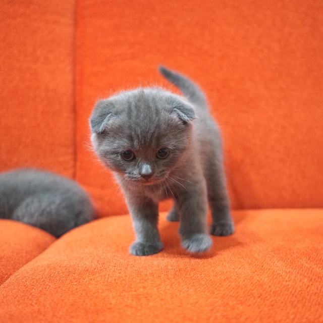 A grey Scottish Fold kitten on an orange sofa