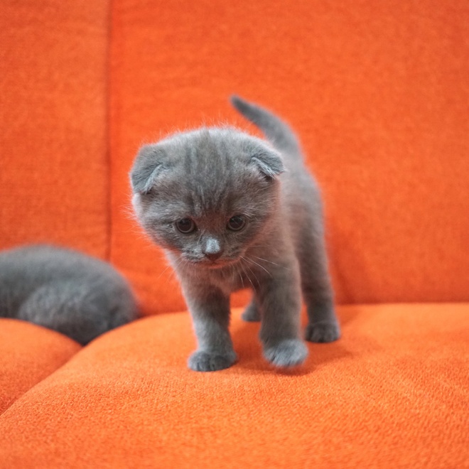 A grey Scottish Fold kitten on an orange sofa
