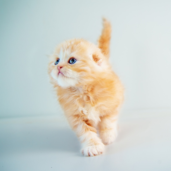 A cream Scottish Fold kitten who looks up at the sky