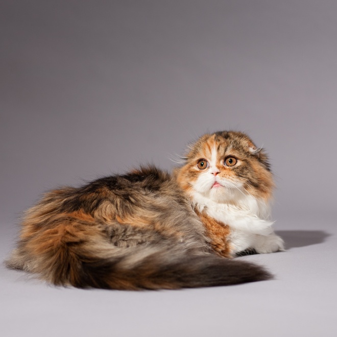 An elongated Scottish Fold