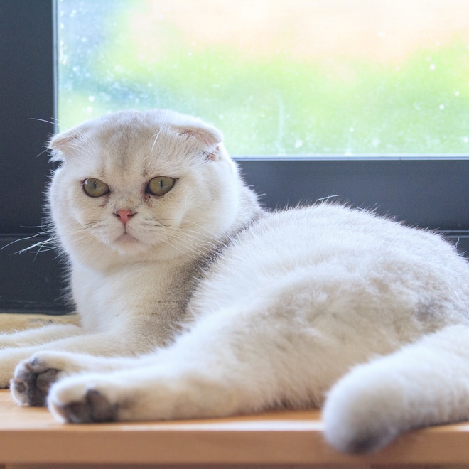 A white Scottish Fold with short hair