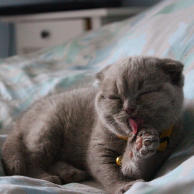 A grey Scottish Fold grooming itself