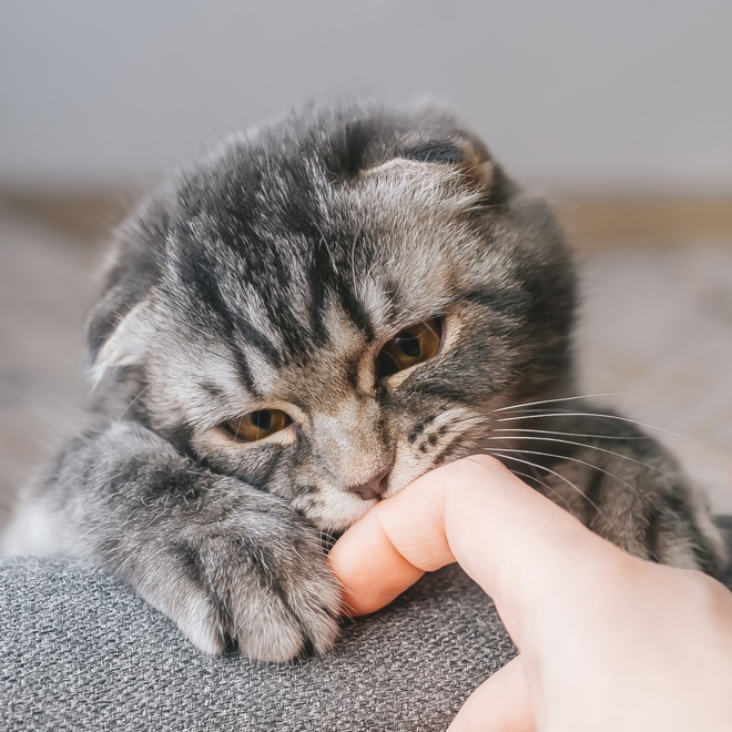 A Scottish Fold licking its owner's finger