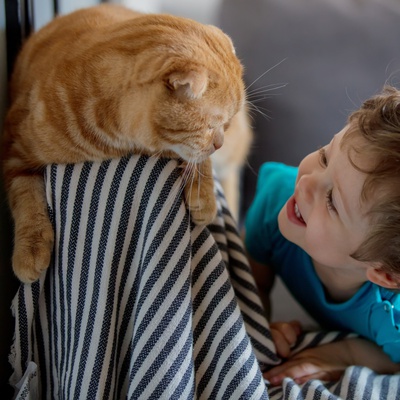 A Scottish Fold playing with a child