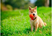 A shiba Inu with a ball in the grass