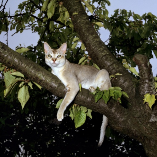 A Singapura perched in a tree