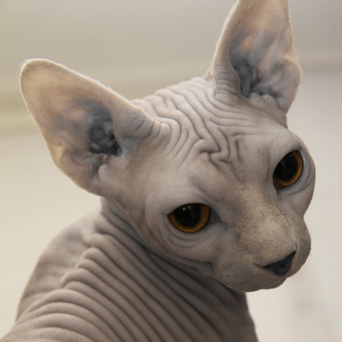 A Sphynx breed cat looking back
